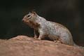 zion np - squirrel 016